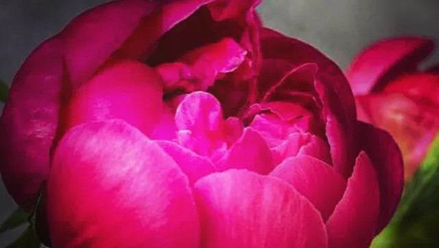 Peony Beauty Studio Picture 3