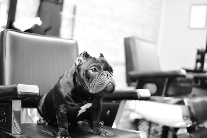 Chicago's Finest Barber Shop Picture 6