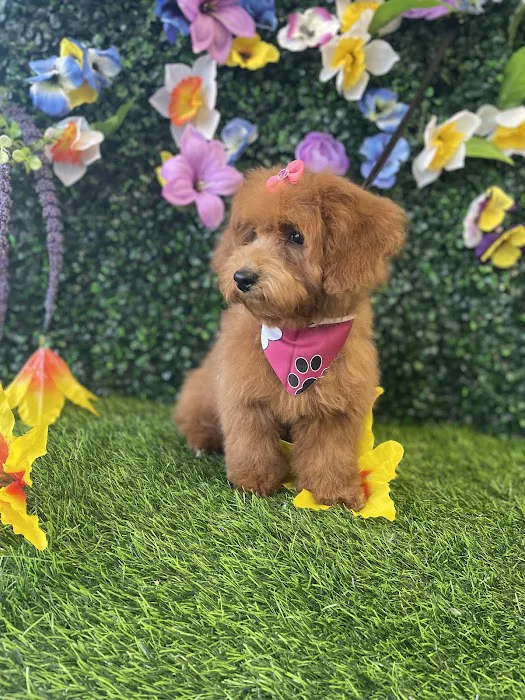 Andar town pet spa Picture 10
