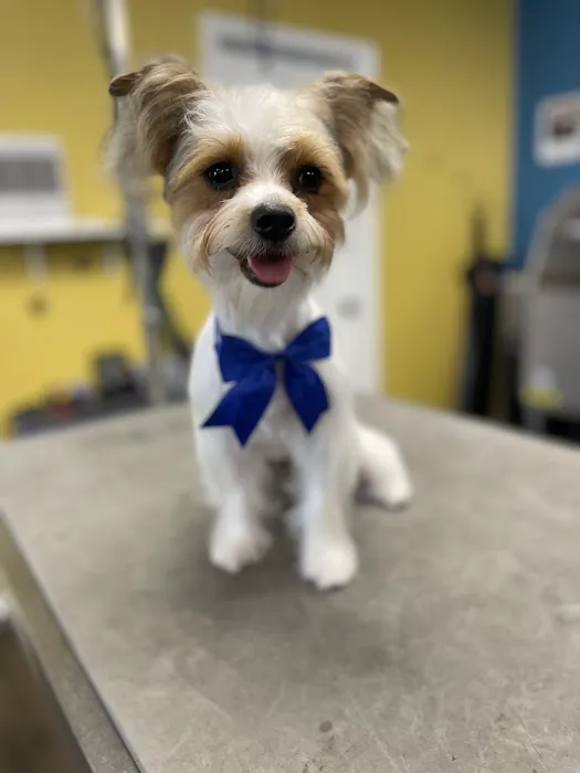 Andar town pet spa Picture 7