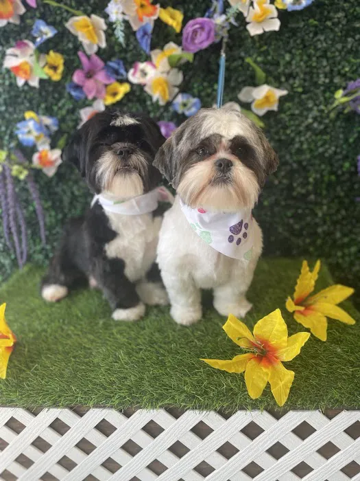 Andar town pet spa Picture 9