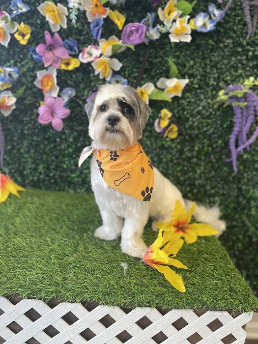 Andar town pet spa Picture 5