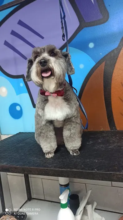 Andar town pet spa Picture 1