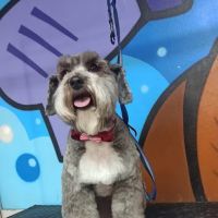 Andar town pet spa ico