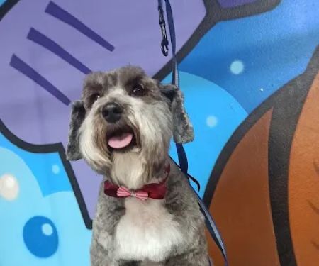 Andar town pet spa