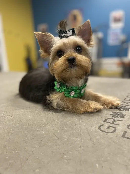 Andar town pet spa Picture 2