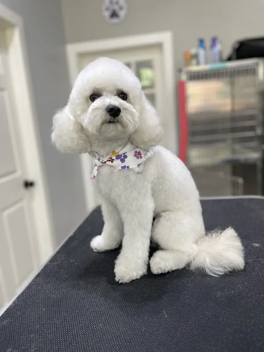 Andar town pet spa Picture 4