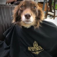 Hair Apothecary ico